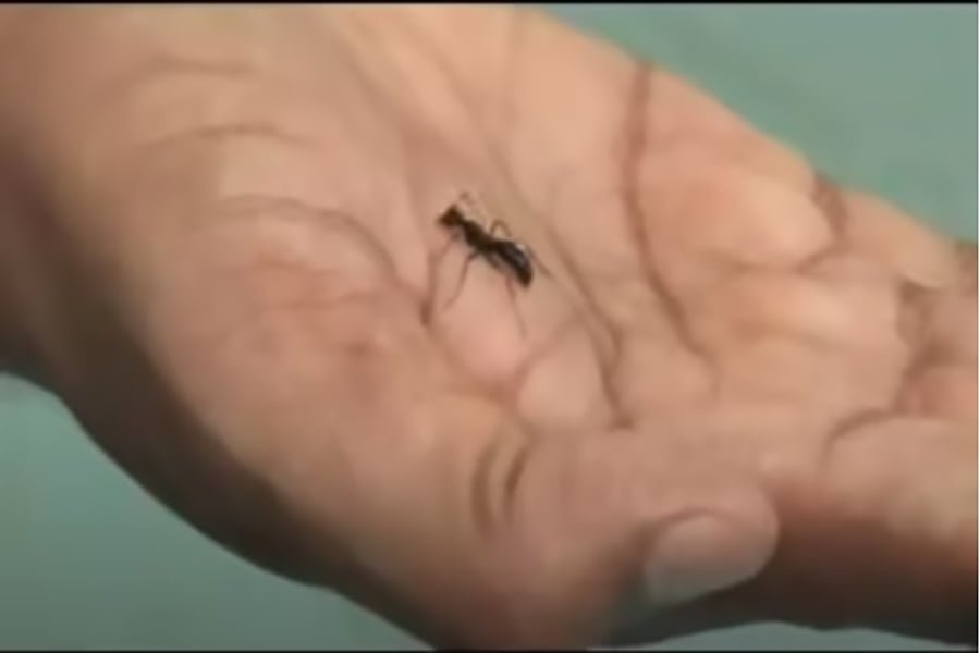¿Cuál es la película más corta del mundo? 2 La hormiga en la mano
